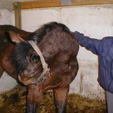 Hollandsk Varmblod Beauty Rose Solgt 