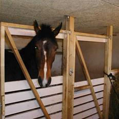 Hollandsk Varmblod Beauty Rose Solgt 