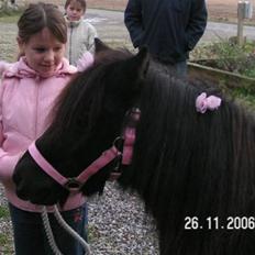 Pinto Fifi Sara Vuchi *død*