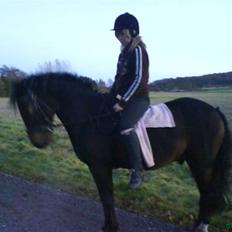 Anden særlig race kirstinelunds charmeur