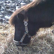 Shetlænder Nicolai R.I.P MISS YOU <3