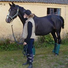 Holstener Chitta *solgt*