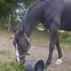 Holstener Chitta *solgt*