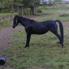 Holstener Chitta *solgt*