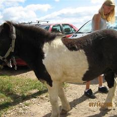 Shetlænder Nicolai R.I.P MISS YOU <3