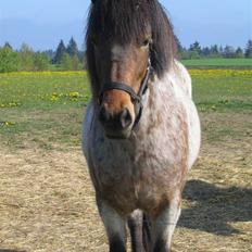 Islænder Lóa fra Alkenbjerggaard