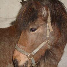 Islænder Lóa fra Alkenbjerggaard