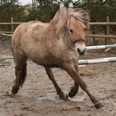 Fjordhest Mosegårdens Cluè 