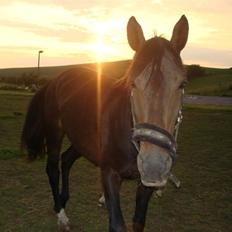 Anden særlig race Cassiopia
