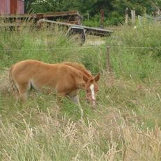 Anden særlig race Midtnight Light Monique
