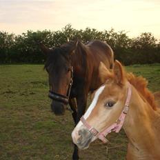 Anden særlig race Midtnight Light Monique