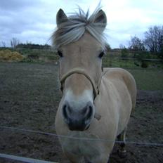 Fjordhest Lasse