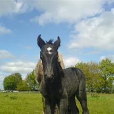 Knabstrupper Bendroffs Freja