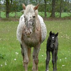 Knabstrupper Bendroffs Freja