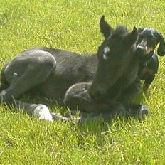 Knabstrupper Bendroffs Freja