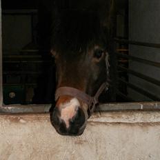 Dartmoor Muehlenmoor Sandrina