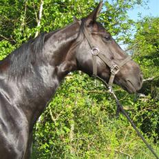 Anden særlig race Surprise (solgt) 