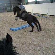 Anden særlig race Surprise (solgt) 