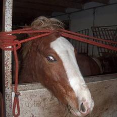 Welsh Pony af Cob-type (sec C) Skonhøjs Blue Eye [Frank]