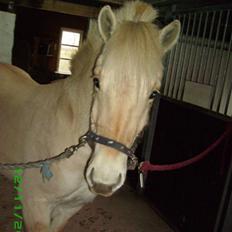 Fjordhest Glibings Demo *solgt*