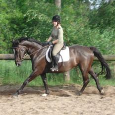 Anden særlig race Surprise Solgt