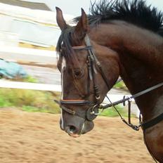 Holstener Chaco's Boy