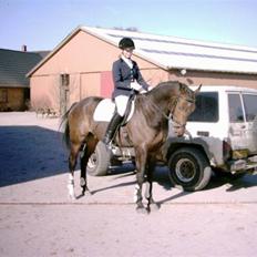 Dansk Varmblod Højbo's Dyfong