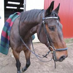 Dansk Varmblod Højbo's Dyfong