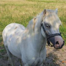 Welsh Mountain (sec A) pendock chrisp Solgt
