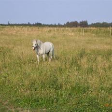 Welsh Mountain (sec A) pendock chrisp Solgt