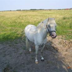 Welsh Mountain (sec A) pendock chrisp Solgt