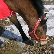 Anden særlig race luffi