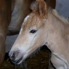 Haflinger Winston - SOLGT