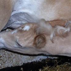 Haflinger Winston - SOLGT