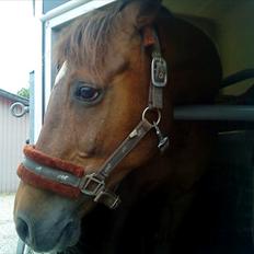 Arabisk fuldblod (OX) El Sheik Charme