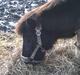 Shetlænder Nicolai R.I.P MISS YOU <3