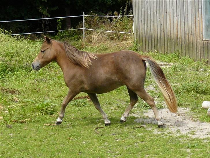 Miniature Skovsgårdes Just Around M billede 12
