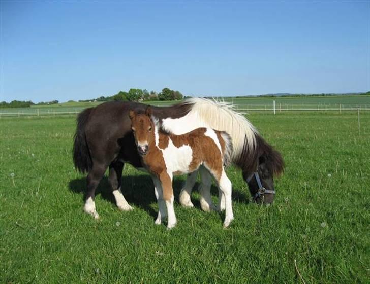 Shetlænder Stjernen's Malou <3 - Malou og hendes dejlige føl Molly :) billede 1