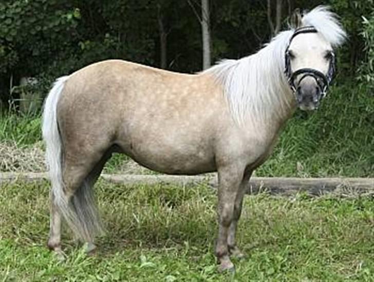 Palomino Skovsgårdes Cream-X-Treme billede 1