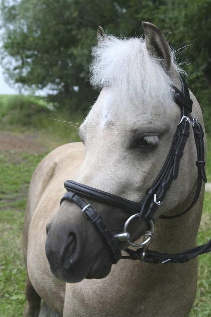 Palomino Skovsgårdes Cream-X-Treme billede 2