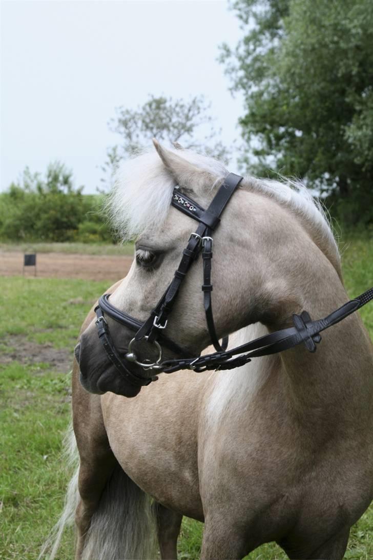 Palomino Skovsgårdes Cream-X-Treme billede 3