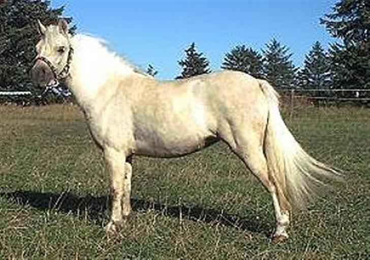 Palomino Skovsgårdes Cream-X-Treme billede 4