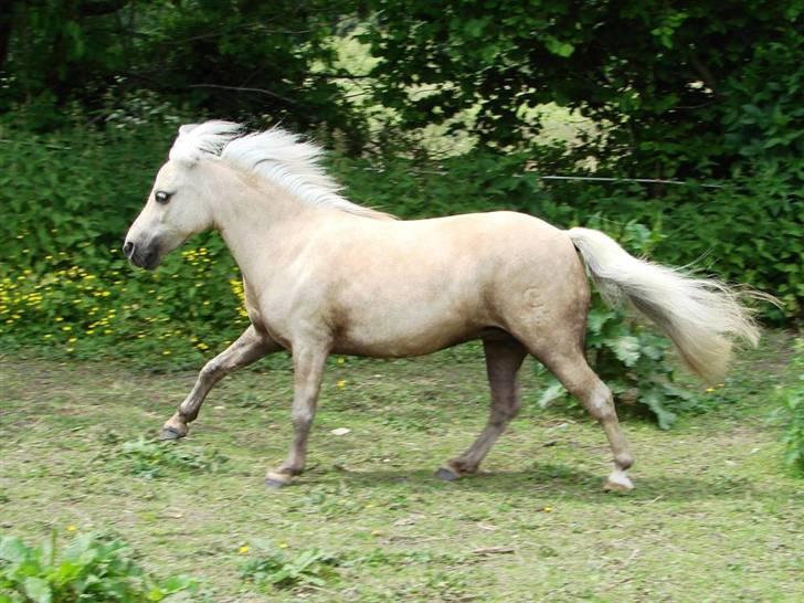 Palomino Skovsgårdes Cream-X-Treme billede 5