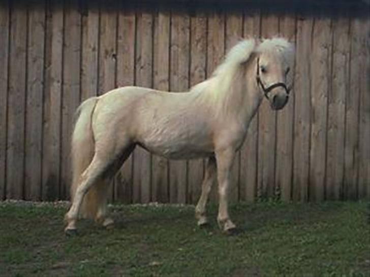 Palomino Skovsgårdes Cream-X-Treme billede 6