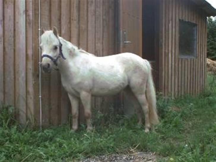 Palomino Skovsgårdes Cream-X-Treme billede 7