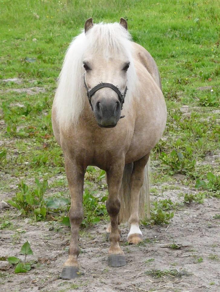 Palomino Skovsgårdes Cream-X-Treme billede 8