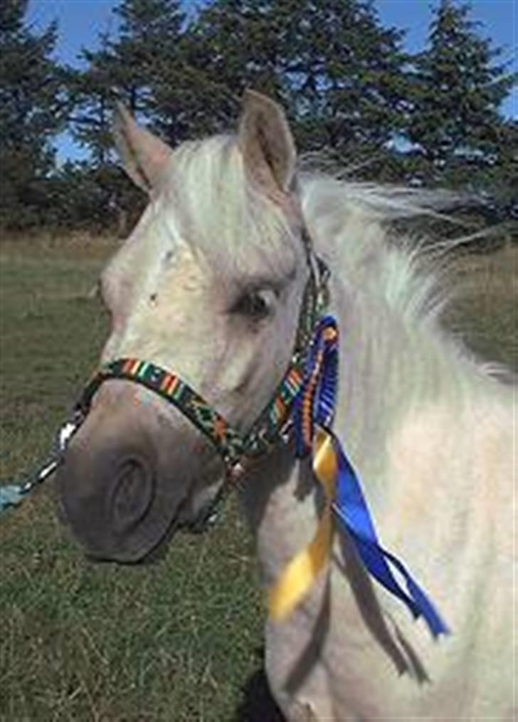 Palomino Skovsgårdes Cream-X-Treme billede 9