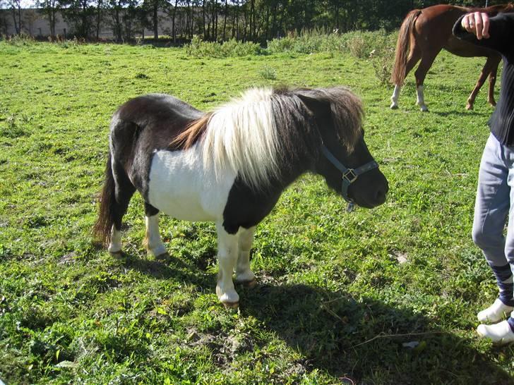 Shetlænder Stjernen's Malou <3 billede 10