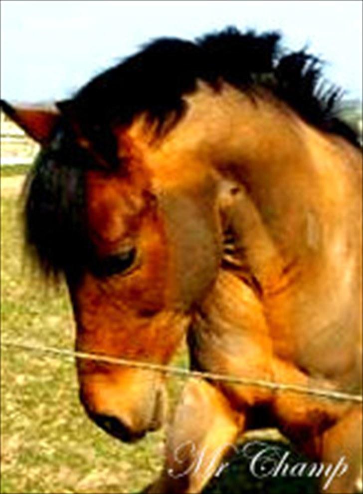 Anden særlig race Mr Champ billede 4