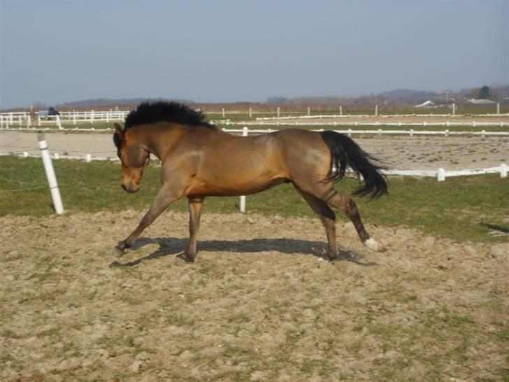 Anden særlig race Mr Champ billede 5